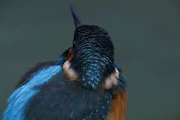 BORG125SDで撮影したカワセミの野鳥写真画像