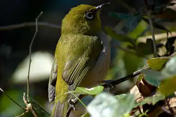 BORG125SDで撮影したメジロの野鳥写真画像