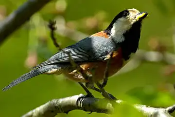 BORG125SDで撮影したヤマガラの野鳥写真画像