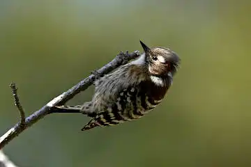 BORG125SDで撮影したコゲラの野鳥写真画像