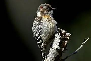 BORG125SDで撮影したコゲラの野鳥写真画像