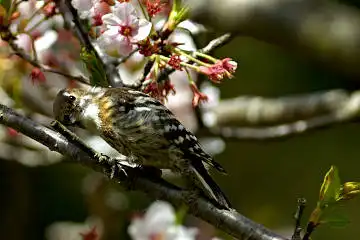 BORG125SDで撮影したコゲラの野鳥写真画像