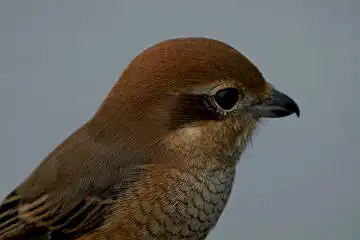 BORG125SDで撮影したモズの野鳥写真画像