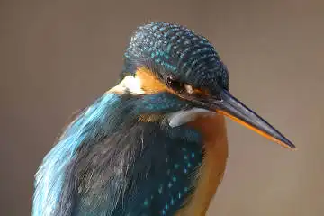 BORG125SDで撮影したカワセミの野鳥写真画像