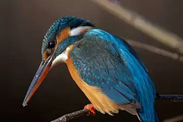 BORG125SDで撮影したカワセミの野鳥写真画像