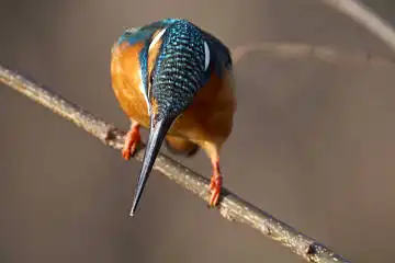 BORG125SDで撮影したカワセミの野鳥写真画像