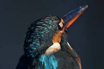 BORG125SDで撮影したカワセミの野鳥写真画像