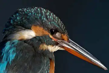 BORG125SDで撮影したカワセミの野鳥写真画像