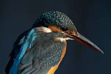 BORG125SDで撮影したカワセミの野鳥写真画像