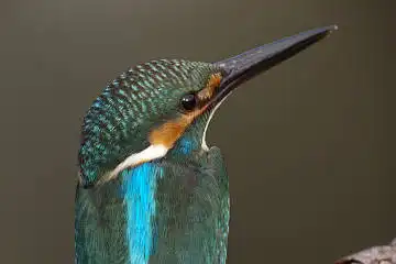 BORG125SDで撮影したカワセミの野鳥写真画像