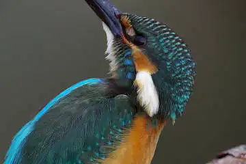 BORG125SDで撮影したカワセミの野鳥写真画像