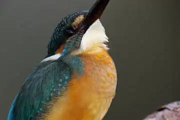 BORG125SDで撮影したカワセミの野鳥写真画像