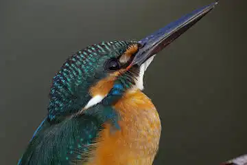 BORG125SDで撮影したカワセミの野鳥写真画像