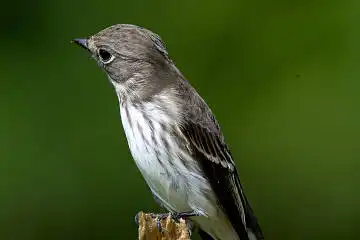 BORG125SDで撮影したエゾビタキの野鳥写真画像