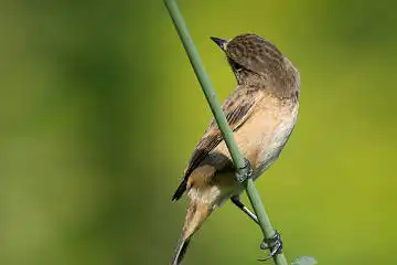 BORG125SDで撮影したノビタキの野鳥写真画像