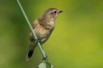 BORG125SDで撮影したノビタキの野鳥写真画像