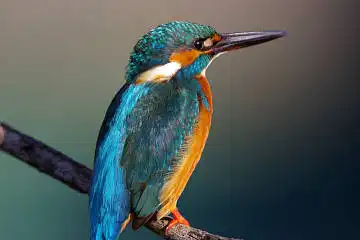 BORG125SDで撮影したカワセミの野鳥写真画像