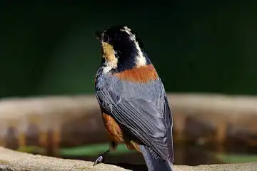 BORG125SDで撮影したヤマガラの野鳥写真画像