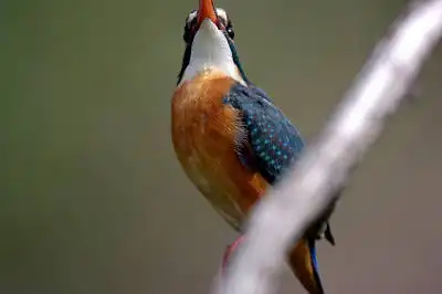 BORG125SDで撮影したカワセミの野鳥写真画像