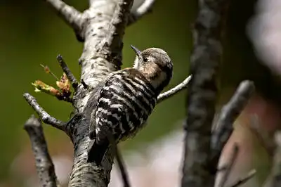 BORG125SDで撮影したコゲラの野鳥写真画像