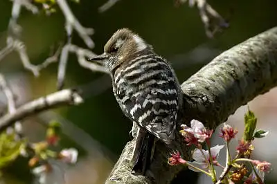 BORG125SDで撮影したコゲラの野鳥写真画像