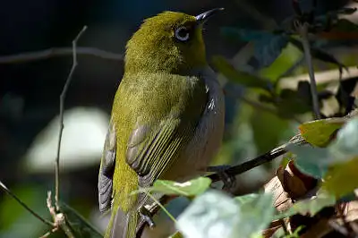 BORG125SDで撮影したメジロの野鳥写真画像