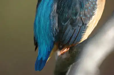 BORG125SDで撮影したカワセミの野鳥写真画像