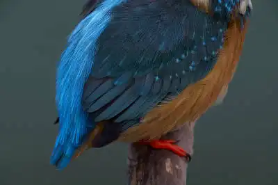 BORG125SDで撮影したカワセミの野鳥写真画像