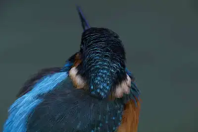 BORG125SDで撮影したカワセミの野鳥写真画像