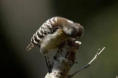 BORG125SDで撮影したコゲラの野鳥写真画像