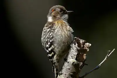 BORG125SDで撮影したコゲラの野鳥写真画像