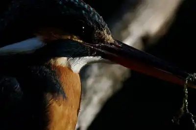 BORG125SDで撮影したカワセミの野鳥写真画像