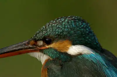 BORG125SDで撮影したカワセミの野鳥写真画像