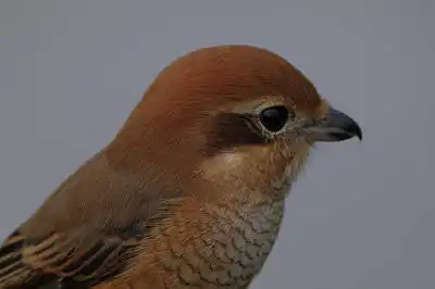 BORG125SDで撮影したモズの野鳥写真画像