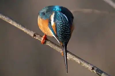 BORG125SDで撮影したカワセミの野鳥写真画像