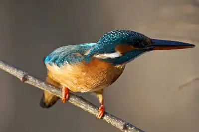 BORG125SDで撮影したカワセミの野鳥写真画像
