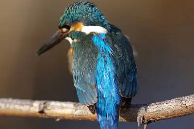 BORG125SDで撮影したカワセミの野鳥写真画像