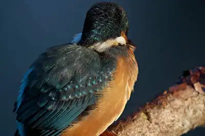 BORG125SDで撮影したカワセミの野鳥写真画像