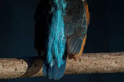 BORG125SDで撮影したカワセミの野鳥写真画像