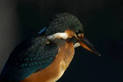 BORG125SDで撮影したカワセミの野鳥写真画像