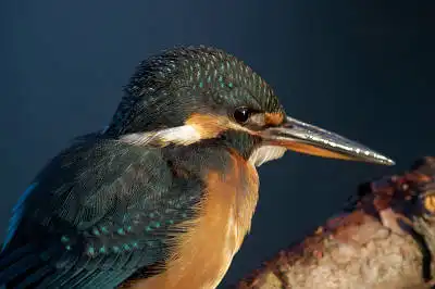 BORG125SDで撮影したカワセミの野鳥写真画像