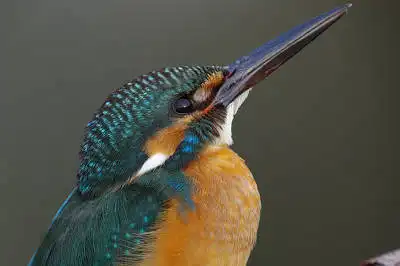 BORG125SDで撮影したカワセミの野鳥写真画像