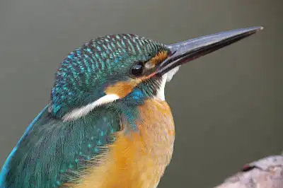 BORG125SDで撮影したカワセミの野鳥写真画像