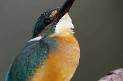 BORG125SDで撮影したカワセミの野鳥写真画像