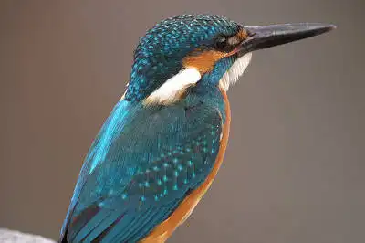 BORG125SDで撮影したカワセミの野鳥写真画像