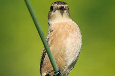 BORG125SDで撮影したノビタキの野鳥写真画像