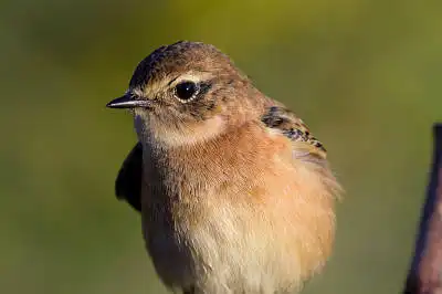 BORG125SDで撮影したノビタキの野鳥写真画像