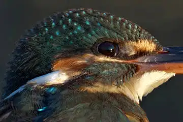 BORG125SDで撮影したカワセミの白い羽毛野鳥写真画像