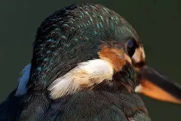 BORG125SDで撮影したカワセミの白い羽毛野鳥写真画像