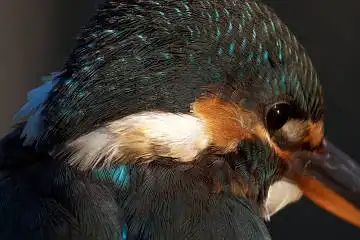 BORG125SDで撮影したカワセミの白い羽毛野鳥写真画像